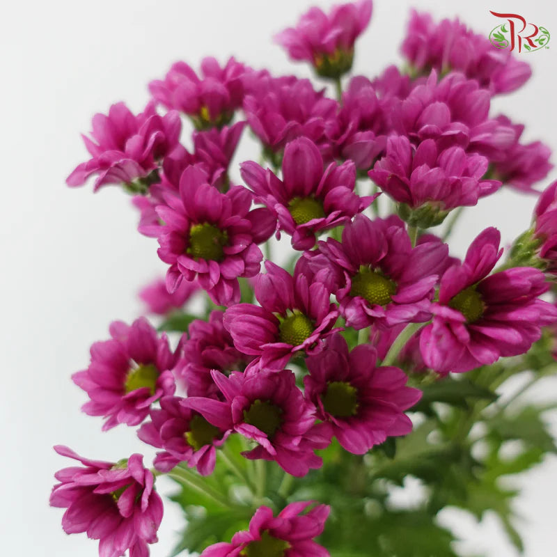 Santini Mini Chrysanthemum (Per Bunch)