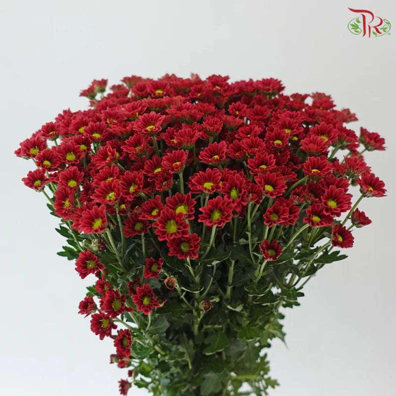 Santini Mini Chrysanthemum (Per Bunch)