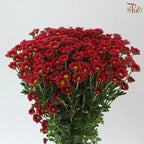 Santini Mini Chrysanthemum (Per Bunch)
