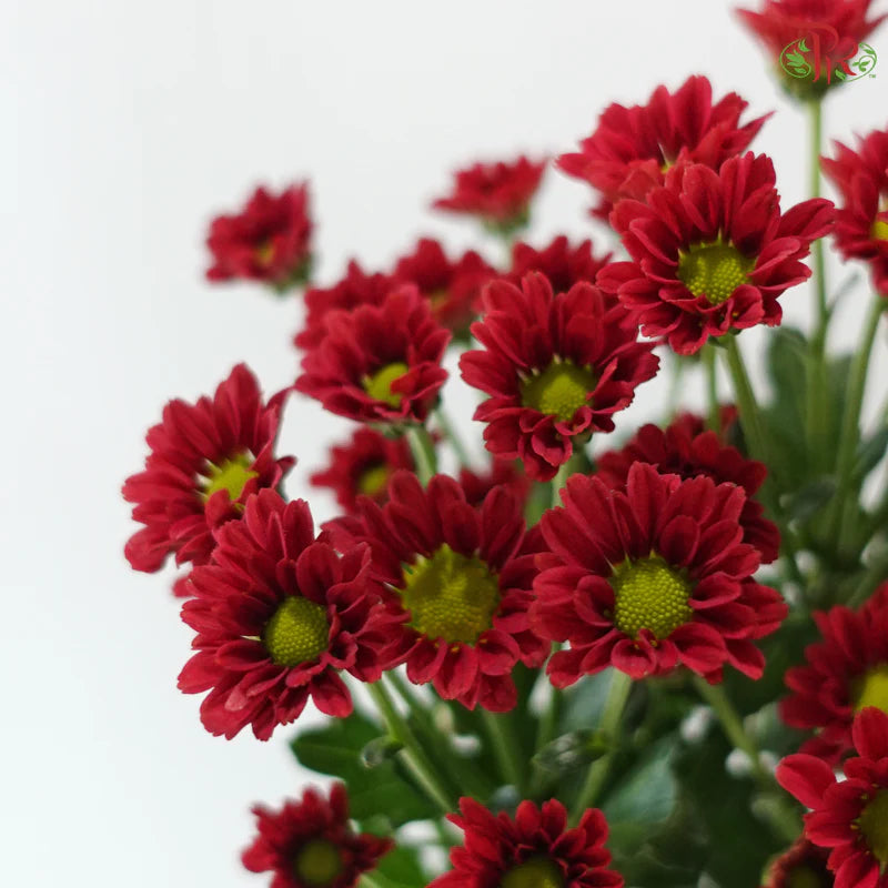 Santini Mini Chrysanthemum (Per Bunch)