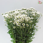 Santini Mini Chrysanthemum (Per Bunch)