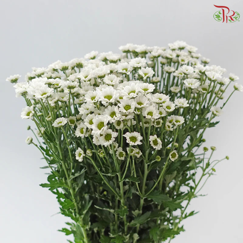 Santini Mini Chrysanthemum (Per Bunch)
