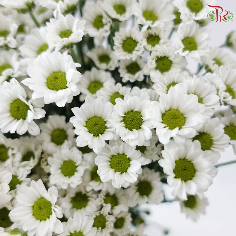 Santini Mini Chrysanthemum (Per Bunch)