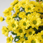 Santini Mini Chrysanthemum (Per Bunch)
