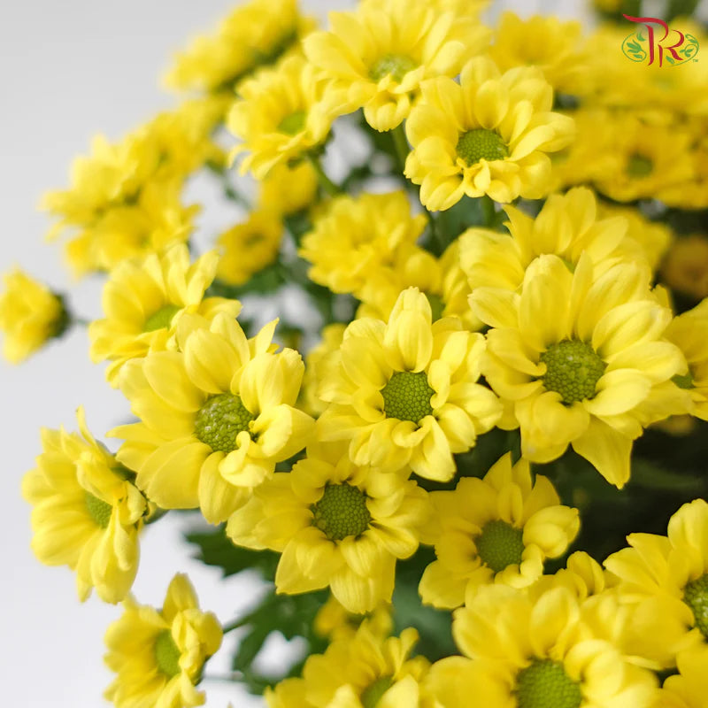 Santini Mini Chrysanthemum (Per Bunch)
