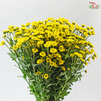 Santini Mini Chrysanthemum (Per Bunch)