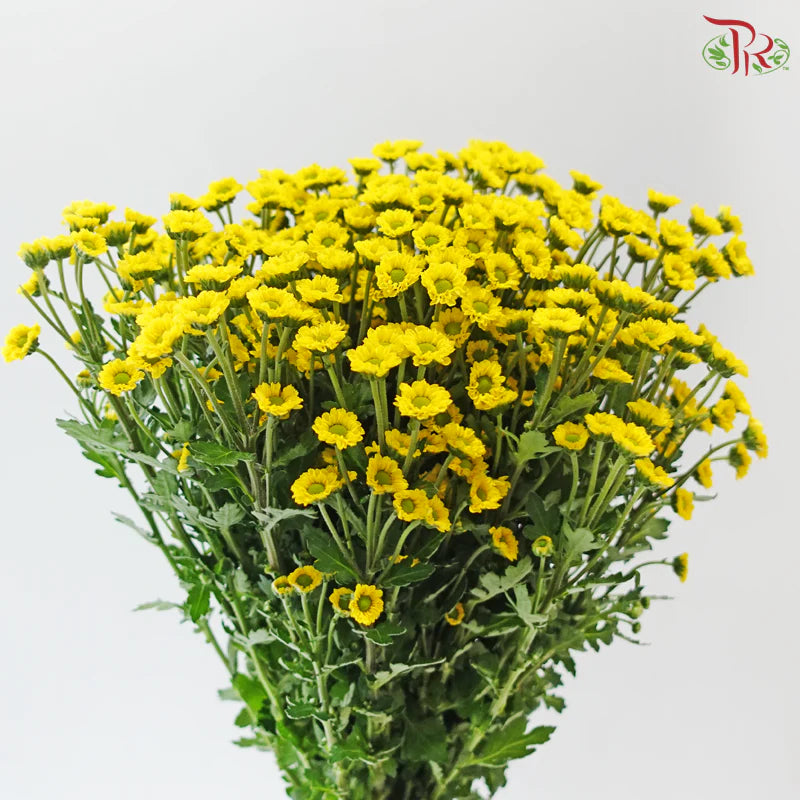 Santini Mini Chrysanthemum (Per Bunch)