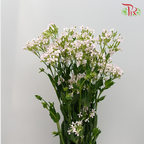 Silene Armeria - (5 Stems) - Pudu Ria Florist