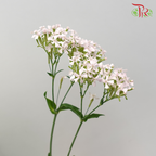Silene Armeria - (5 Stems) - Pudu Ria Florist