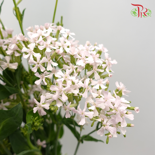 Silene Armeria - (5 Stems) - Pudu Ria Florist