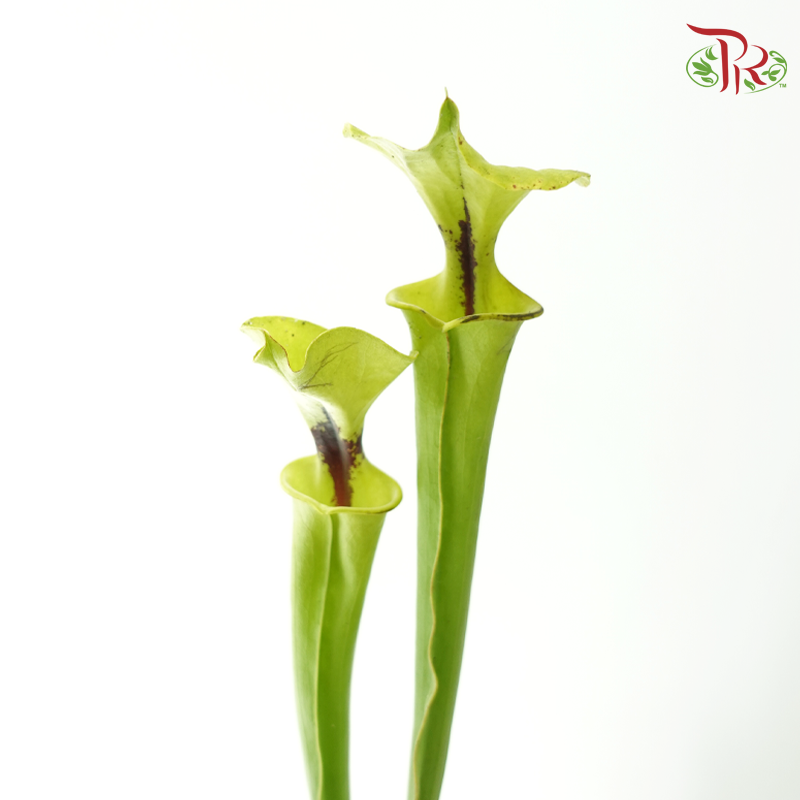 Sarracenia