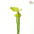 Sarracenia
