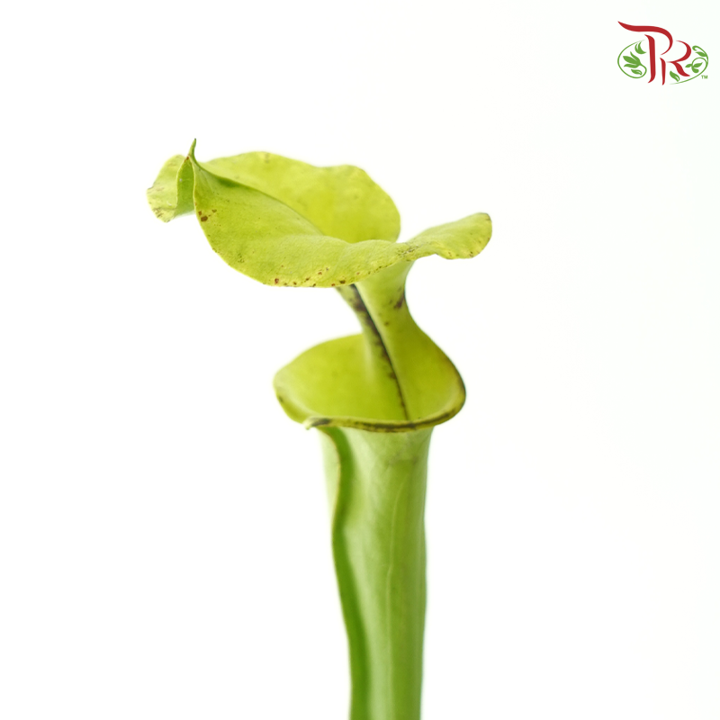 Sarracenia