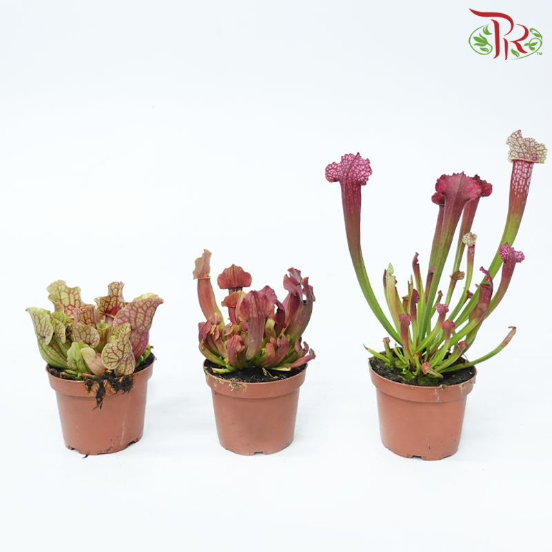 Sarracenia 105P《瓶子草属》(Random Pick)