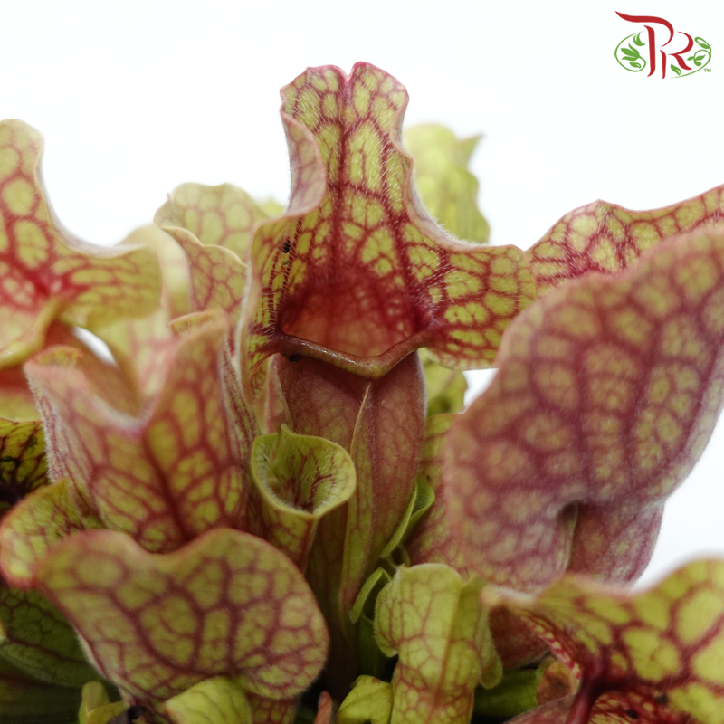 Sarracenia 105P《瓶子草属》(Random Pick)