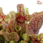 Sarracenia 105P《瓶子草属》(Random Pick)
