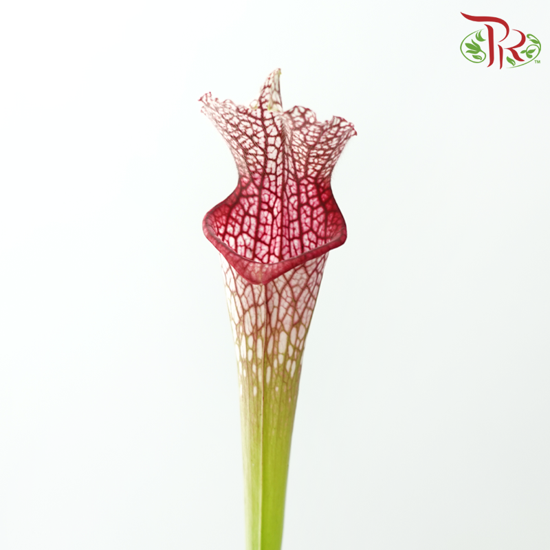 Sarracenia