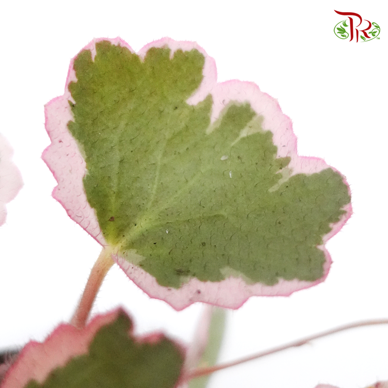 Saxifraga Stolon Tricolour  《虎耳草》 - Pudu Ria Florist