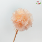 Preservative Scabiosa - Orange (Per Bunch) - Pudu Ria Florist