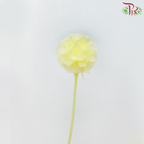 Preservative Scabiosa - Yellow (Per Bunch) - Pudu Ria Florist