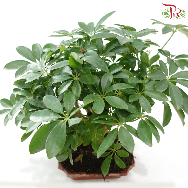 Schefflera Bonsai 八方来财《鸭脚木》
