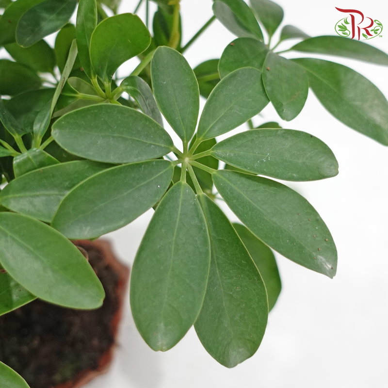 Schefflera Bonsai 八方来财《鸭脚木》