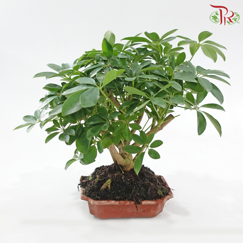 Schefflera Bonsai 八方来财《鸭脚木》