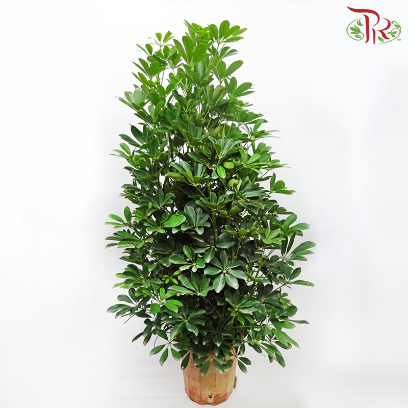 Schefflera《鸭脚树》- 120cm - Pudu Ria Florist