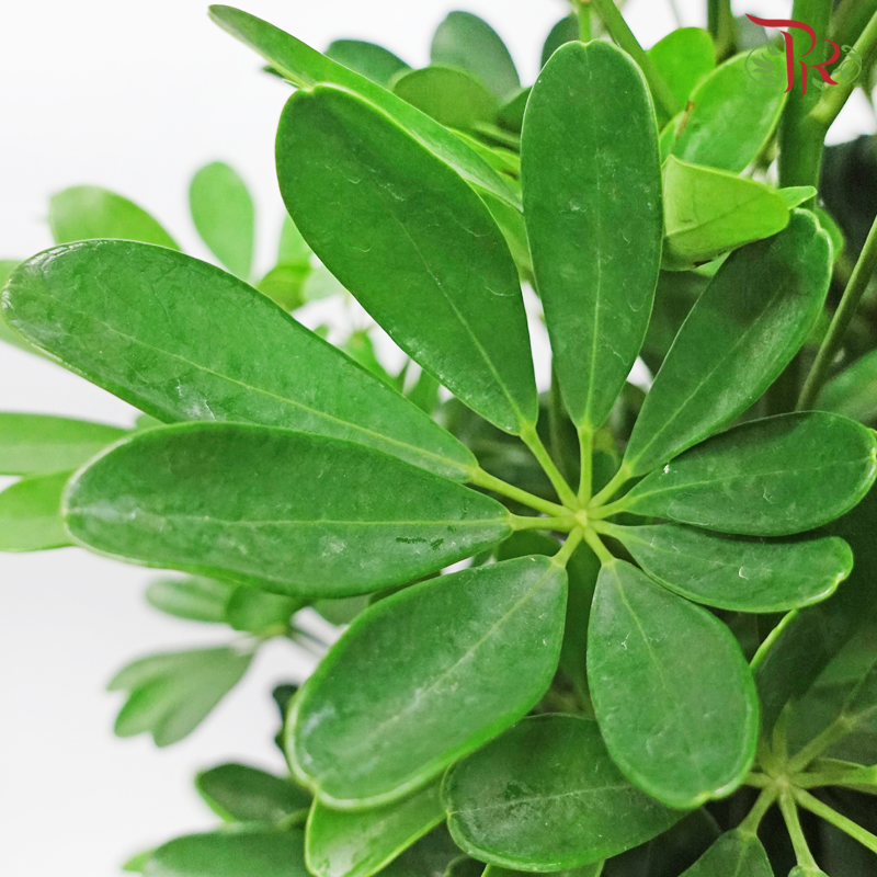 Schefflera《鸭脚树》- 120cm - Pudu Ria Florist
