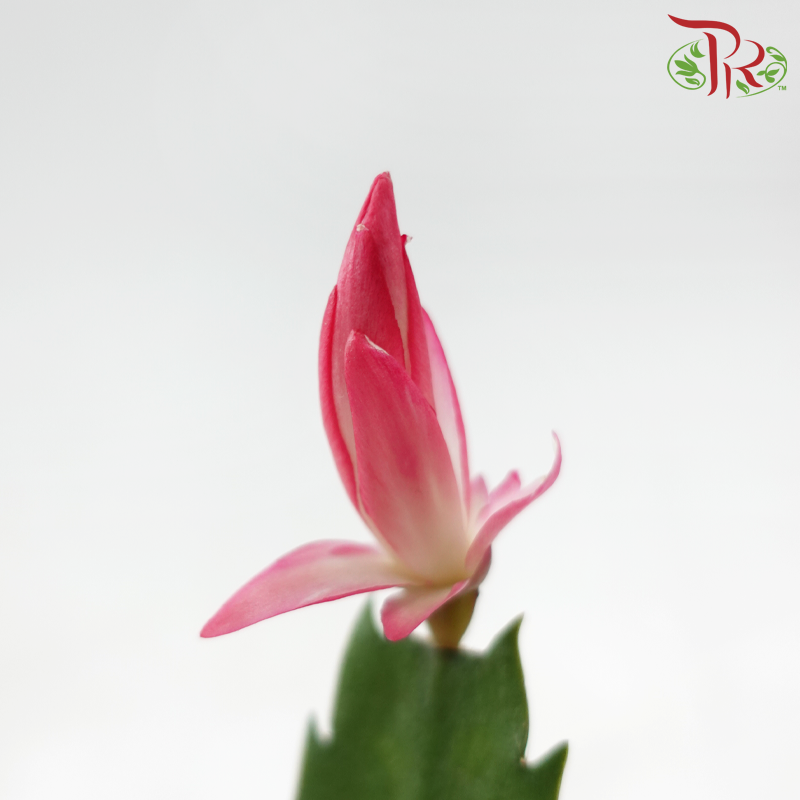 Schlumbergera 120P JH《蟹爪兰》(Random Color)