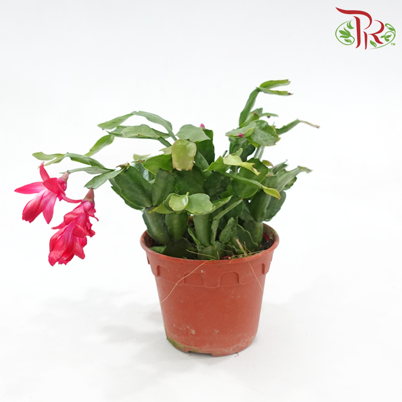 Schlumbergera 120P JH《蟹爪兰》(Random Color)