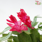 Schlumbergera 120P JH《蟹爪兰》(Random Color)