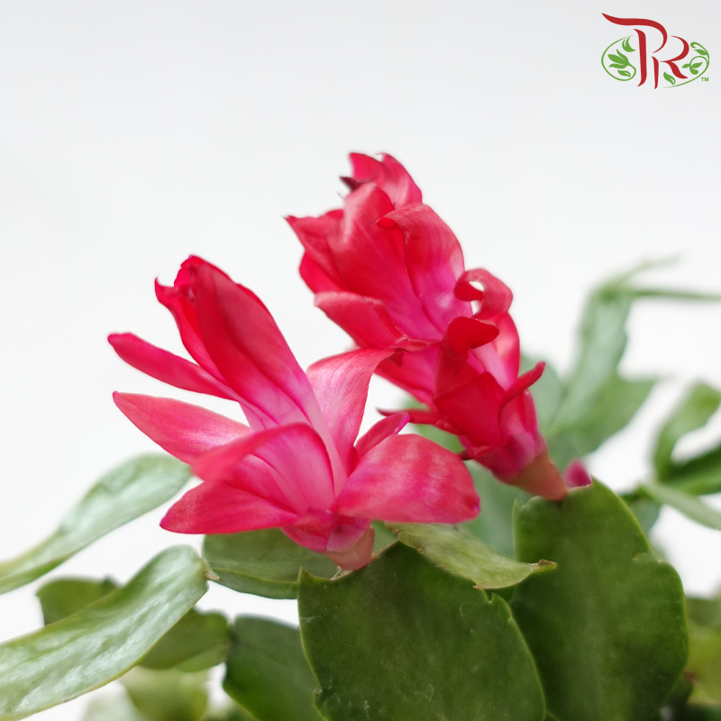 Schlumbergera 120P JH《蟹爪兰》(Random Color)