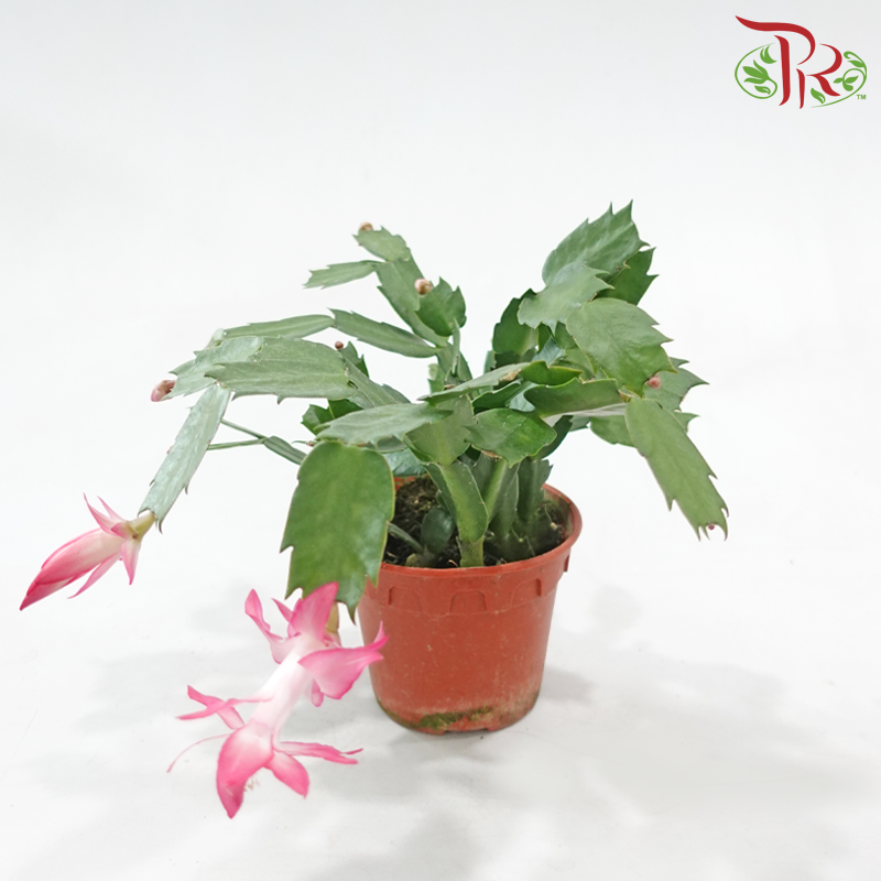 Schlumbergera 120P JH《蟹爪兰》(Random Color)