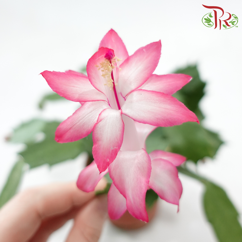 Schlumbergera 120P JH《蟹爪兰》(Random Color)