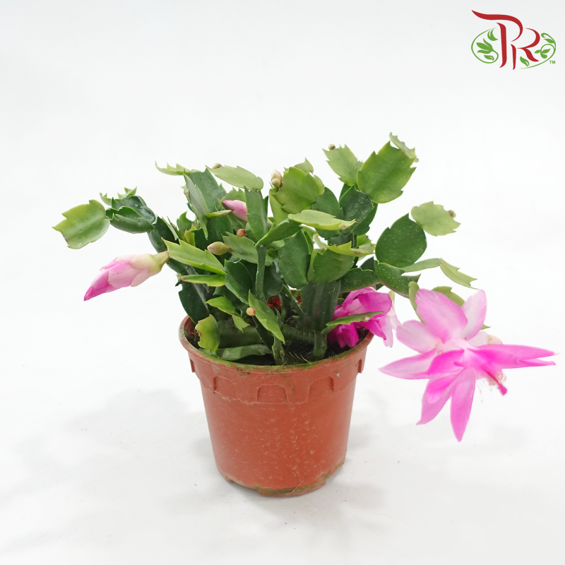 Schlumbergera 120P JH《蟹爪兰》(Random Color)