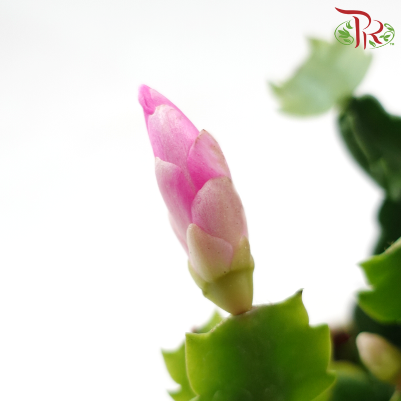 Schlumbergera 120P JH《蟹爪兰》(Random Color)