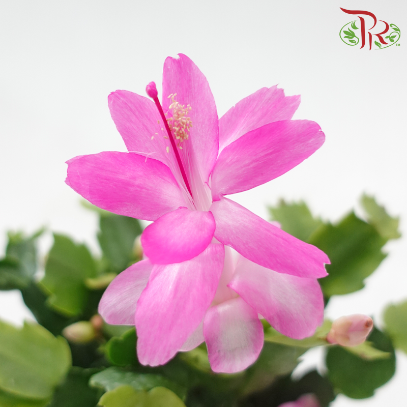 Schlumbergera 120P JH《蟹爪兰》(Random Color)