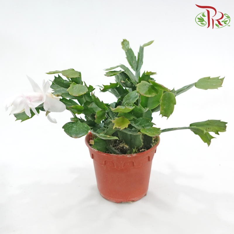 Schlumbergera 120P JH《蟹爪兰》(Random Color)
