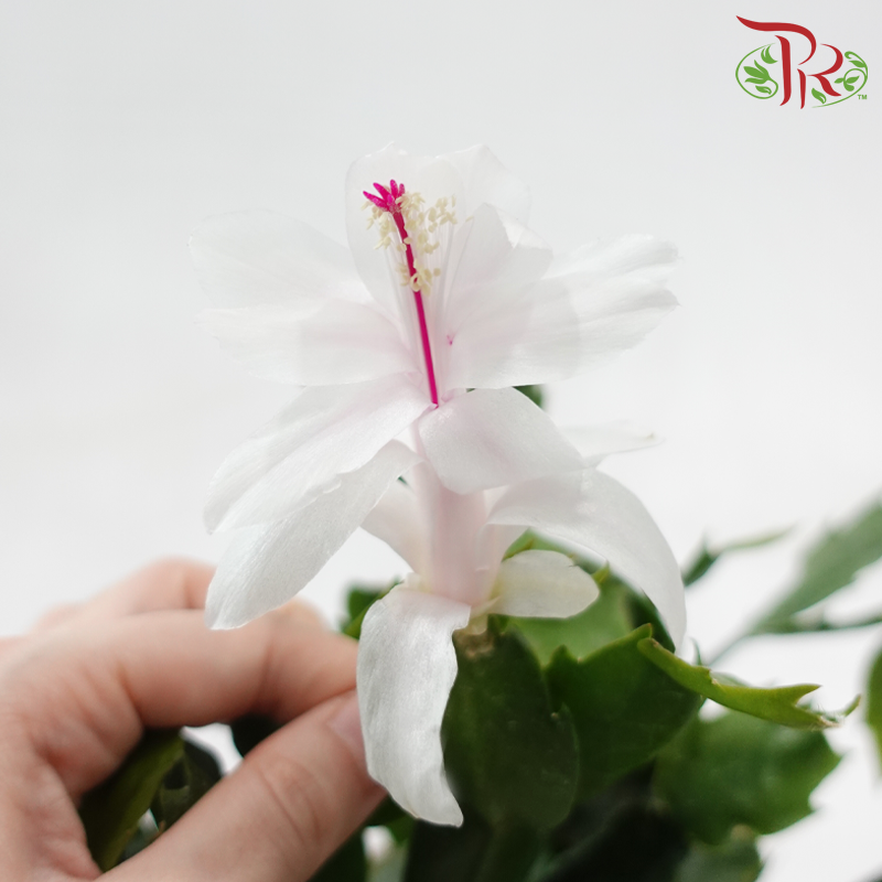 Schlumbergera 120P JH《蟹爪兰》(Random Color)