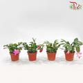 Schlumbergera 120P JH《蟹爪兰》(Random Color)