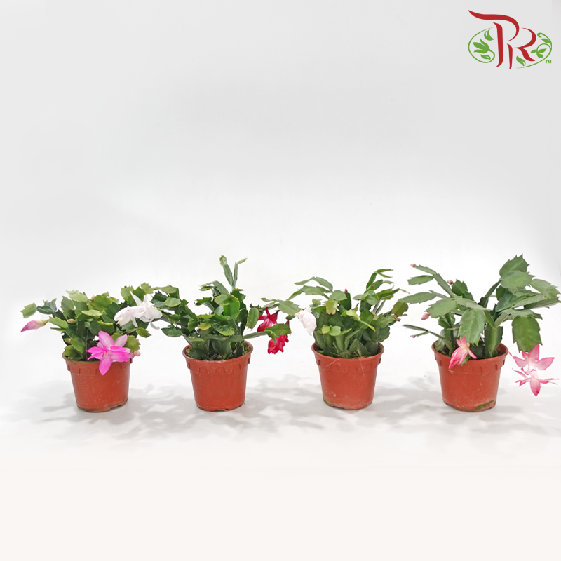 Schlumbergera 120P JH《蟹爪兰》(Random Color)