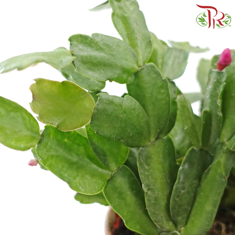 Schlumbergera 120P JH《蟹爪兰》(Random Color)