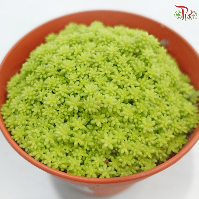Sedum Golden Grass P105《黄金万年草》A1R