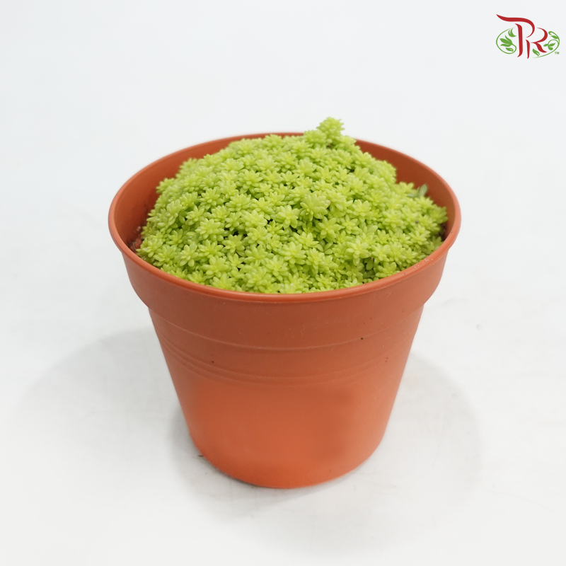 Sedum Golden Grass P105《黄金万年草》A1R