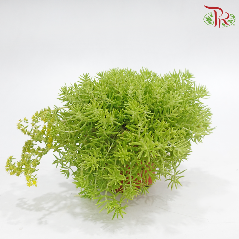 Sedum Lineare P150《佛甲草》