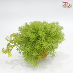 Sedum Lineare P150《佛甲草》