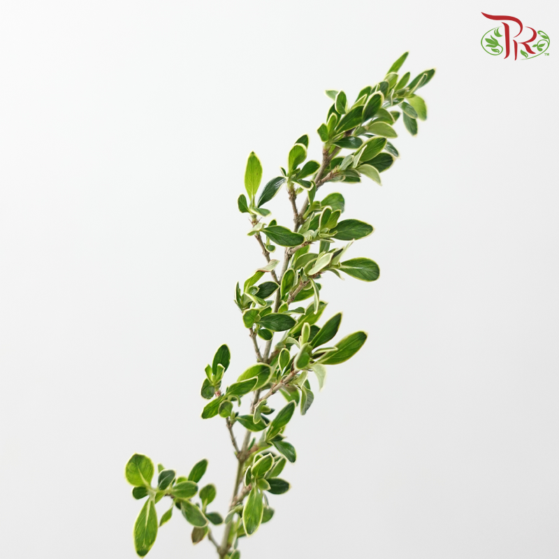 Serissa Japonica