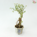 Serissa Japonica Root P105A《六月雪》(T09)