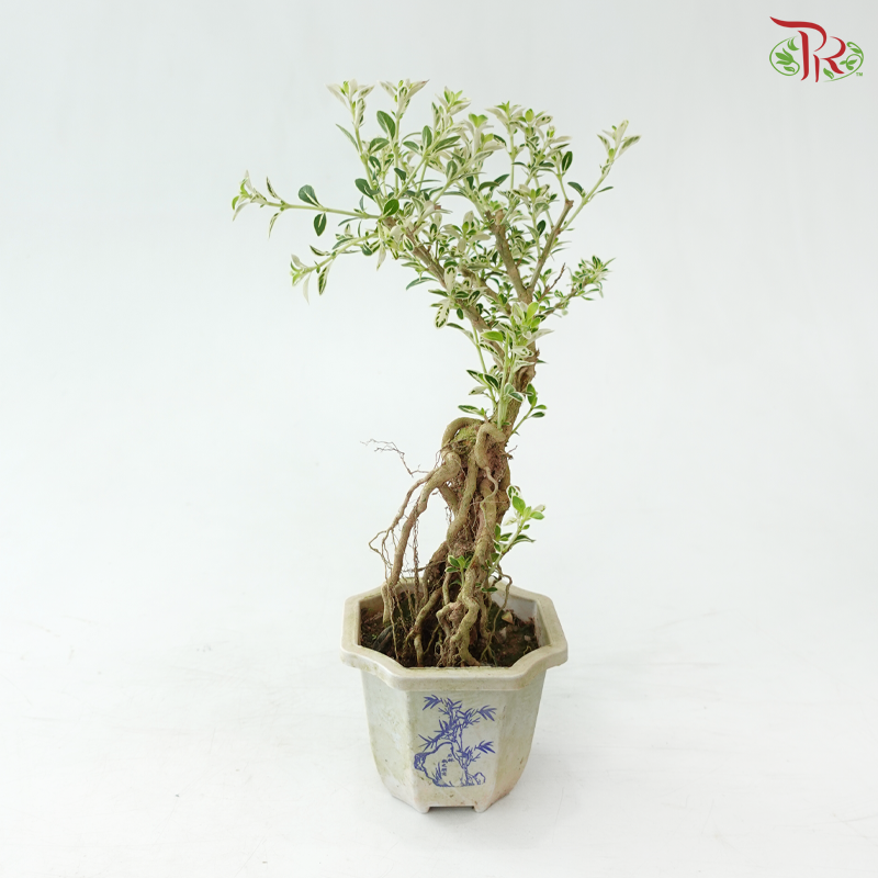 Serissa Japonica Root P105A《六月雪》(T09)